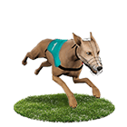 LK娛樂城白金賽狗 LK娛樂城白金賽狗